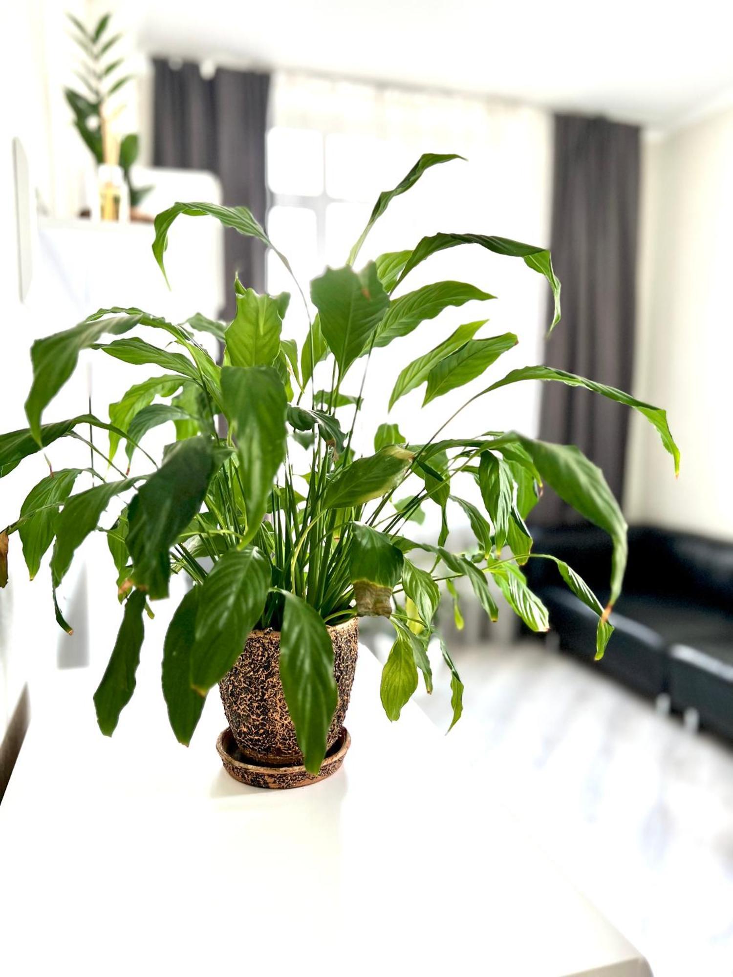 Osapart Beautiful Apartment In A Complex Semycvit 利沃夫 外观 照片